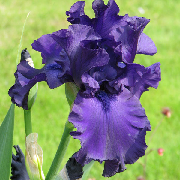 Iris germanica 'Dusky Challenger' - 1 Gallon Pot