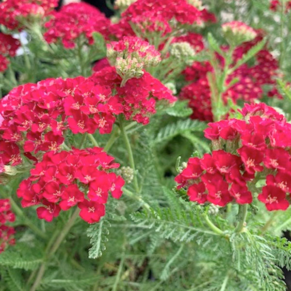 Achillea 'Pomegranate'