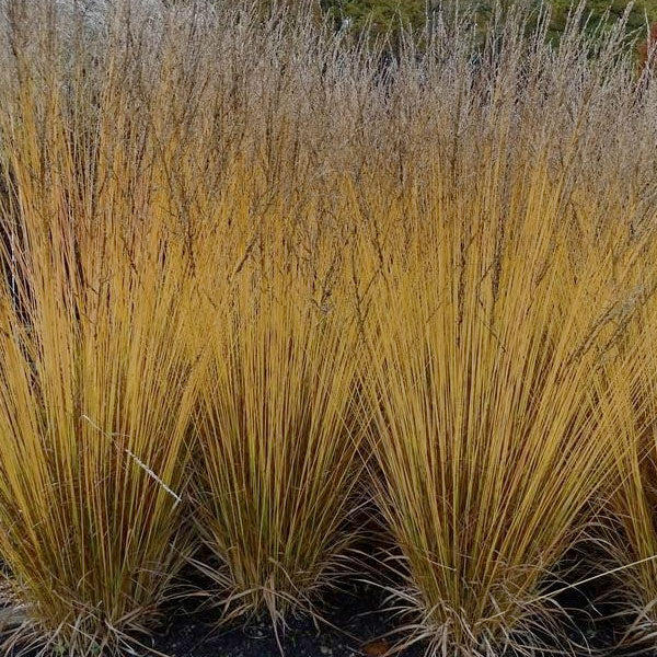 Molinia 'Edith Dudszus' - 2 Gallon Pot