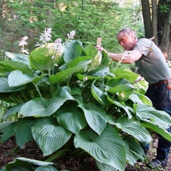 Hosta 'Empress Wu'