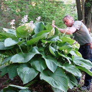 Hosta 'Empress Wu' - 2 Gallon