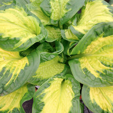 Load image into Gallery viewer, Hosta &#39;Etched Glass&#39; - 2 Gallon
