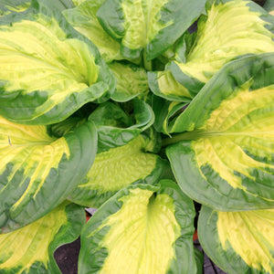 Hosta 'Etched Glass' - 2 Gallon