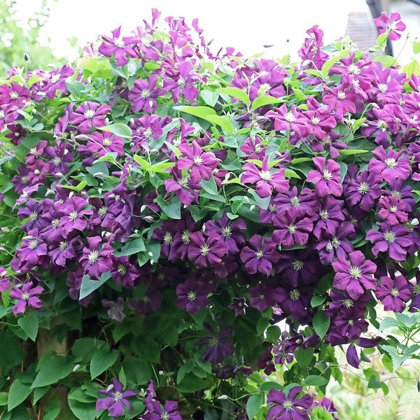 Clematis viticella 'Etoile Violette'