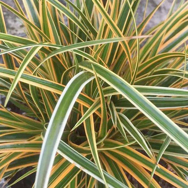 Carex EverColor 'Everglow' - 1 Gallon