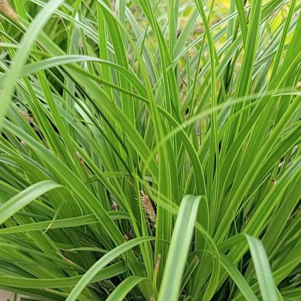 Carex EverColor 'Everlime' - 1 Gallon