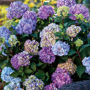 Hydrangea macrophylla Endless Summer® 'BloomStruck'® - 3 Gallon Pot