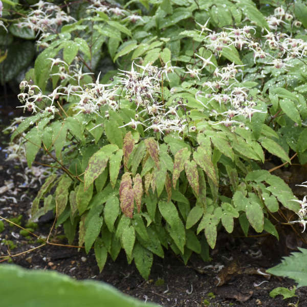 Epimedium 'Domino' - 1 Gallon