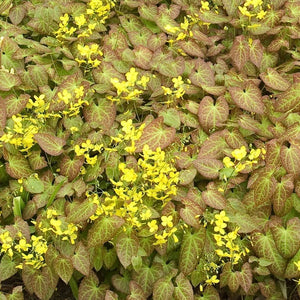 Epimedium x perralchicum 'Frohnleiten' - 1 Gallon