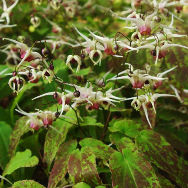 Epimedium 'Domino' - 1 Gallon