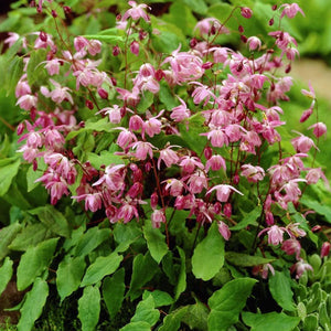 Epimedium × youngianum 'Roseum' - 1 Gallon