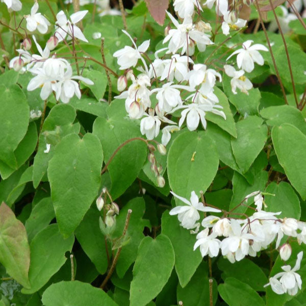 Epimedium × youngianum 'Niveum' - 1 Gallon