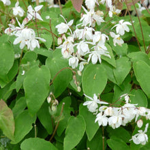 Load image into Gallery viewer, Epimedium × youngianum &#39;Niveum&#39; - 1 Gallon
