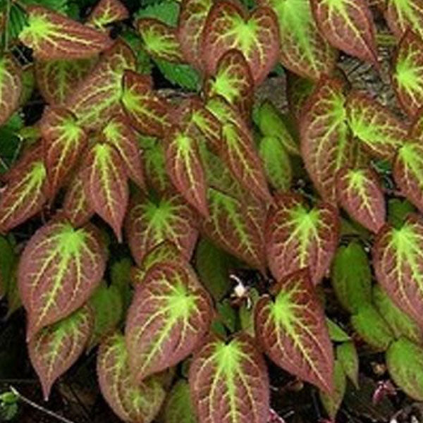 Epimedium rubrum - 1 Gallon