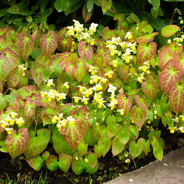 Epimedium versicolor 'Sulphureum' - 1 Gallon