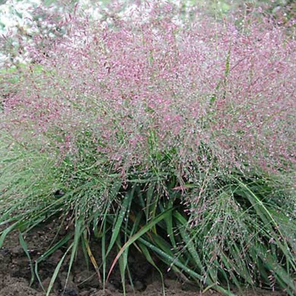 Eragrostis spectabilis