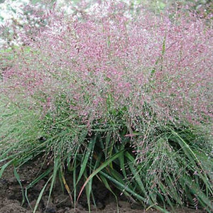 Eragrostis spectabilis  - 2 Gallon Pot