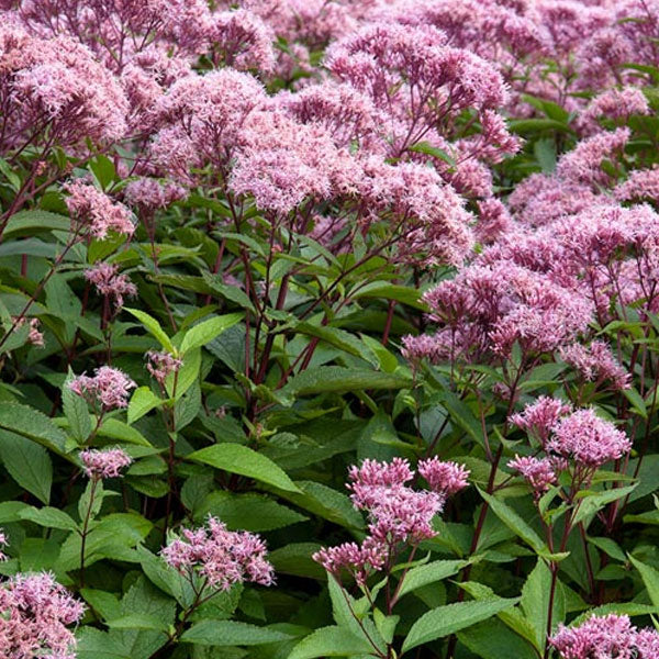 Eupatorium maculatum 'Phantom' - 2 Gallon Pot