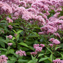 Load image into Gallery viewer, Eupatorium maculatum &#39;Phantom&#39; - 2 Gallon Pot
