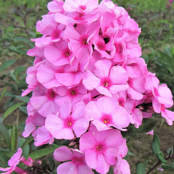 Phlox paniculata 'Eva Cullum' - 2 Gallon Pot