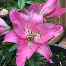Load image into Gallery viewer, Lilium oriental &#39;Farolito&#39; - 2 Gallon Pot

