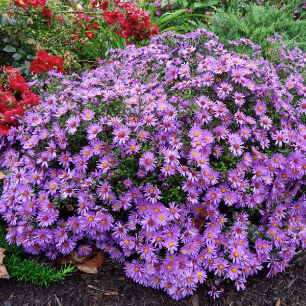 Aster 'Woods Purple'