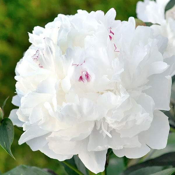 Peony 'Festiva Maxima' - 2 Gallon Pot