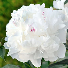 Load image into Gallery viewer, Peony &#39;Festiva Maxima&#39; - 2 Gallon Pot
