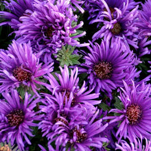 Load image into Gallery viewer, Aster novae-angliae &#39;Grape Crush&#39; - 2 Gallon
