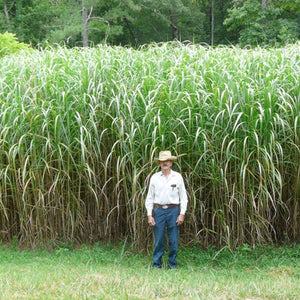 Miscanthus 'Giganteus' - 3 Gallon Pot