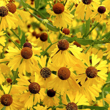 Load image into Gallery viewer, Helenium flexuosum - 2 Gallon Pot
