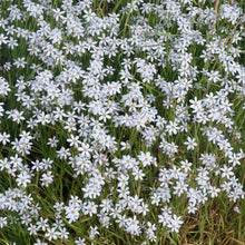 Load image into Gallery viewer, Sisyrinchium angustifolium &#39;Suwannee&#39;
