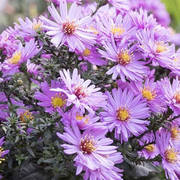 Aster novae-angliae - 2 Gallon