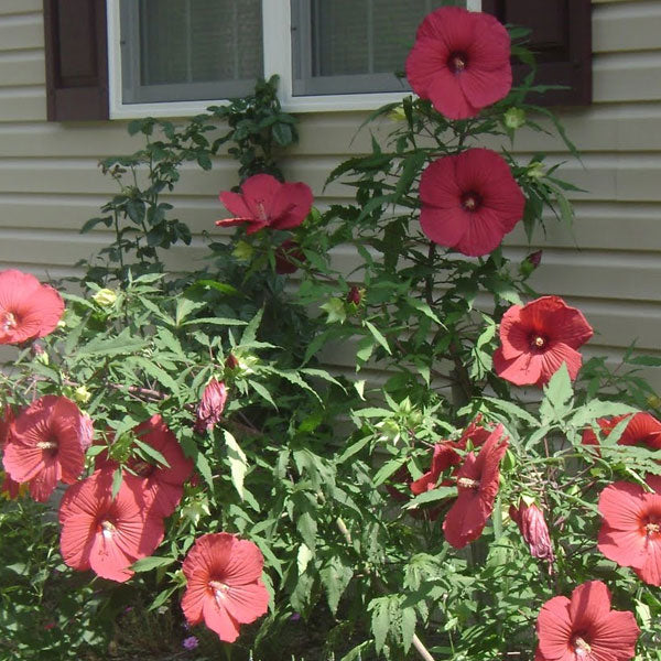 Hibiscus 'Fireball' - 2 Gallon Pot