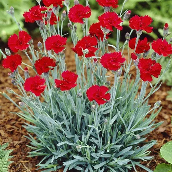 Dianthus 'Fire Star' - 1 Gallon Pot