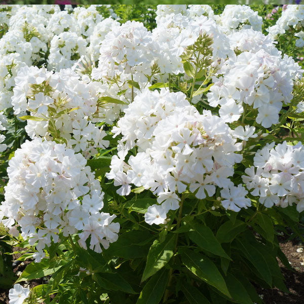 Phlox paniculata 'Flame White' - 2 Gallon Pot