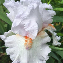 Load image into Gallery viewer, Iris germanica &#39;Frappe&#39; - 1 Gallon Pot
