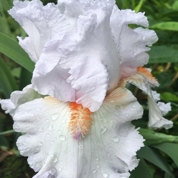 Iris germanica 'Frappe' - 1 Gallon Pot