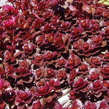 Load image into Gallery viewer, Sedum spurium &#39;Fuldaglut&#39;
