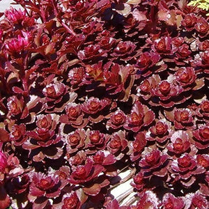 Sedum spurium 'Fuldaglut' - 1 Gallon Pot