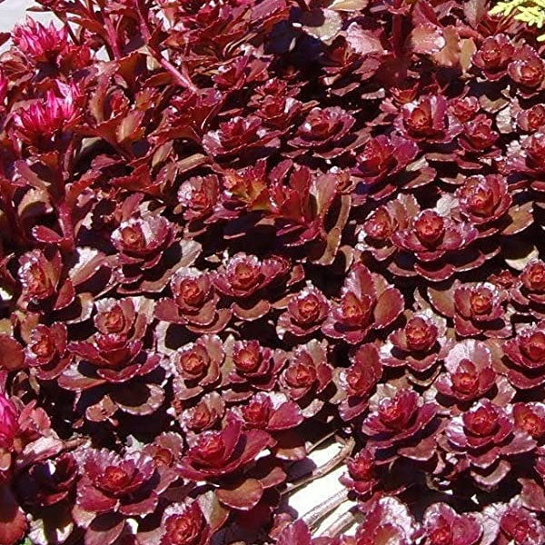 Sedum spurium 'Fuldaglut' - 1 Gallon Pot