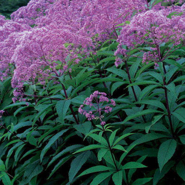 Eupatorium Eutrochium 'Maculatum Gateway'