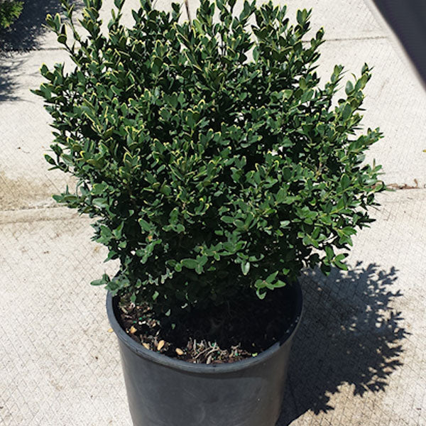 Buxus 'Green Mountain' Boxwood - 3 Gallon Pot