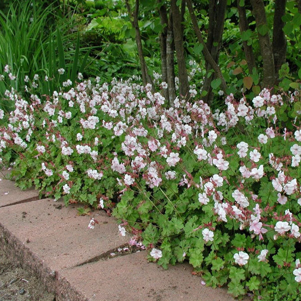 Geranium cantabrigiense 'Biokovo'