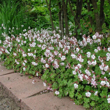 Load image into Gallery viewer, Geranium cantabrigiense &#39;Biokovo&#39;
