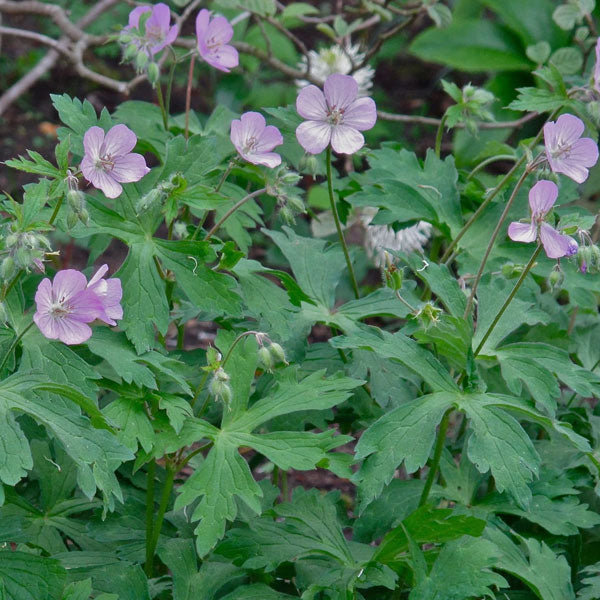 Geranium maculatum