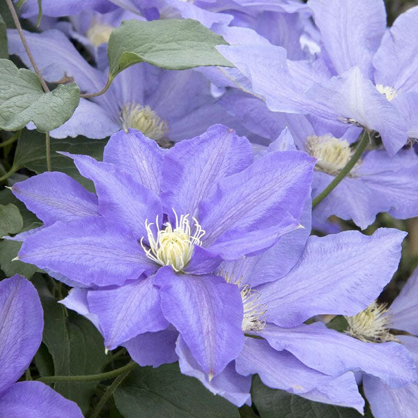 Clematis 'HF Young' - 3 Gallon Trellised Pot