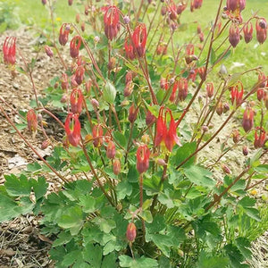 Aquilegia Canadensis - 1 Gallon Pot