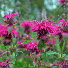 Load image into Gallery viewer, Monarda &#39;Judith&#39;s Fancy Fuschia&#39; - Bee Balm - 2 Gallon Pot
