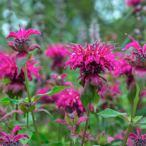 Monarda 'Judith's Fancy Fuschia' - Bee Balm - 2 Gallon Pot
